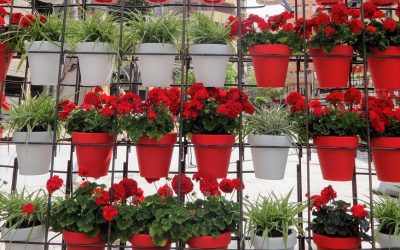 MURCIA SERÁ LA SEDE NACIONAL DE LA JARDINERÍA EN 2020