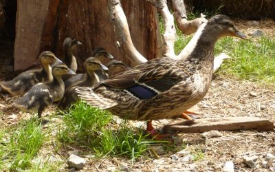 Terra Natura aumenta su familia con 15 nuevas crías de patos